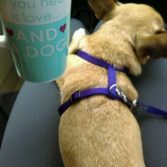 Meet your Posher, Ari - Picture 1 of 1